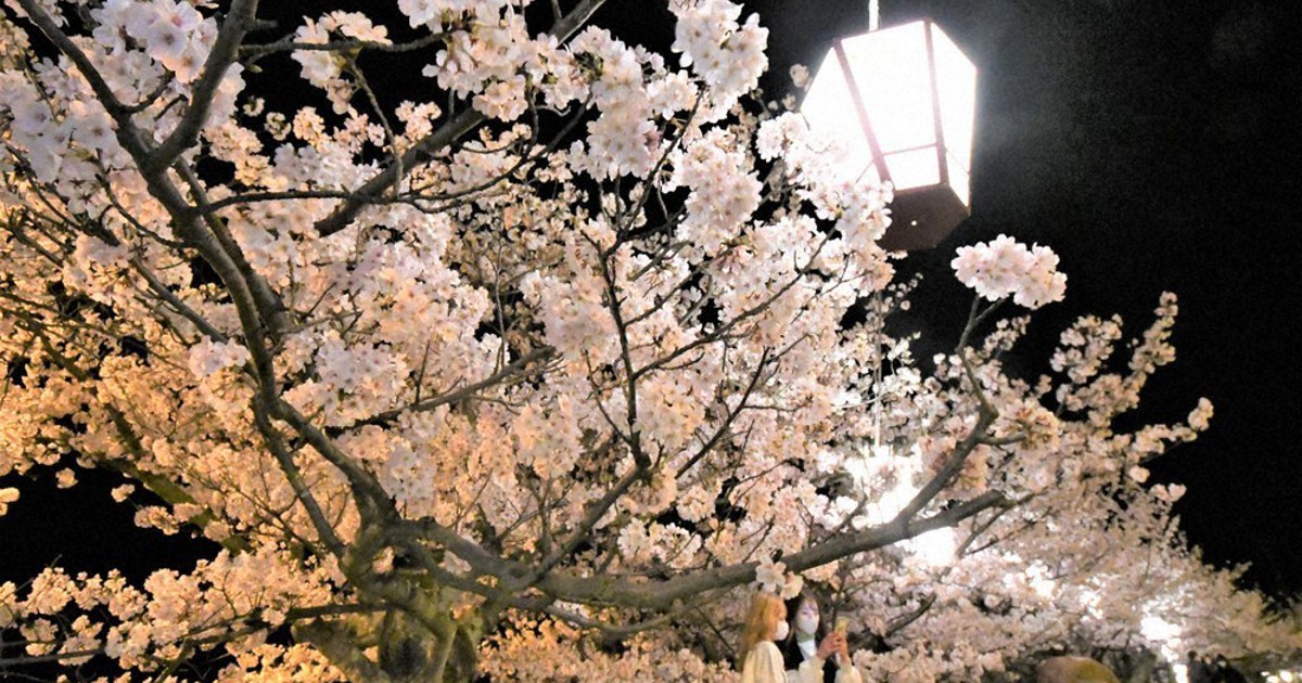 花明かり ともる 桜満開 尾道 千光寺公園 広島 毎日新聞 花明かり ともる 桜満開 尾道 千光寺公園 広島 毎日新聞