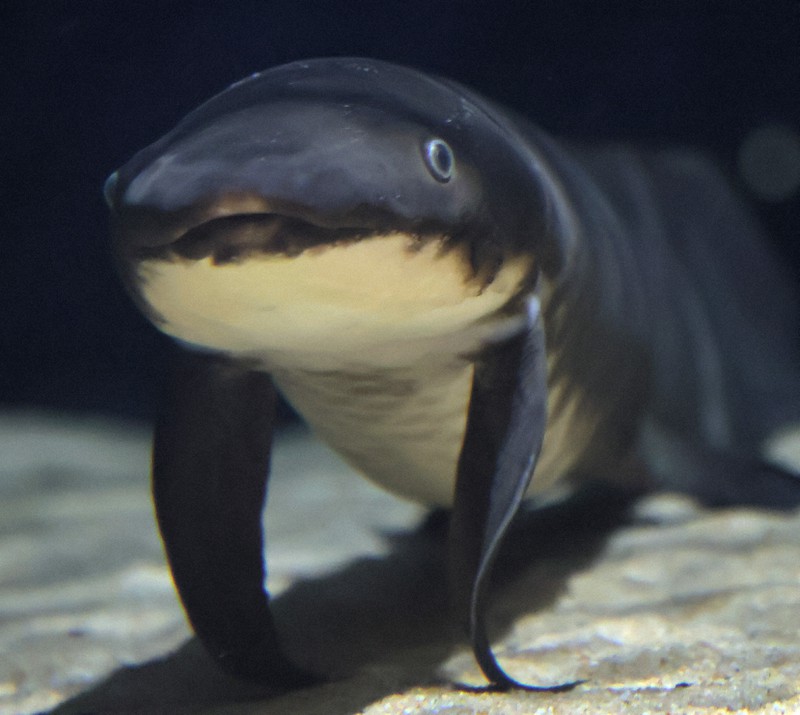 七つの海を渡った秩父のトム・ソーヤー 脱常識の水族館を次世代へ