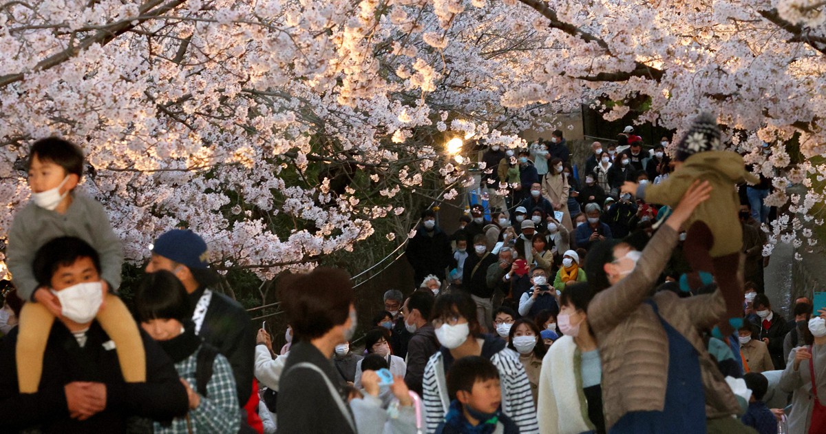 満開の夜桜100本楽しんで 3年ぶり通り抜け 神戸・王子動物園 | 毎日新聞