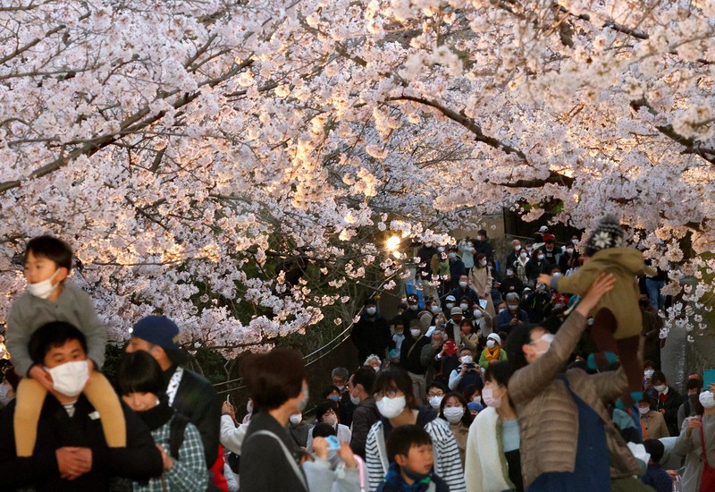 満開の夜桜100本楽しんで 3年ぶり通り抜け 神戸 王子動物園 毎日新聞 満開の夜桜100本楽しんで 3年ぶり通り抜け 神戸 王子動物園 毎日新聞
