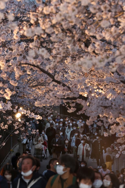 満開の夜桜100本楽しんで 3年ぶり通り抜け 神戸 王子動物園 写真特集1 6 毎日新聞 満開の夜桜100本楽しんで 3年ぶり通り抜け 神戸 王子動物園 写真特集1 6 毎日新聞