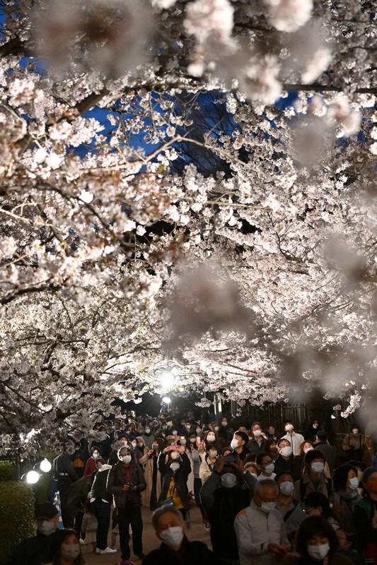 満開の夜桜100本楽しんで 3年ぶり通り抜け 神戸 王子動物園 写真特集1 6 毎日新聞 満開の夜桜100本楽しんで 3年ぶり通り抜け 神戸 王子動物園 写真特集1 6 毎日新聞
