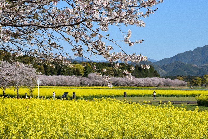 油絵 原画「生命の輝きと春の風」A4 額装付 西都原古墳群 桜 菜の花 春彩る花々 桜と菜の花、2色の共演 西都原古墳群 ／宮崎 | 毎日新聞