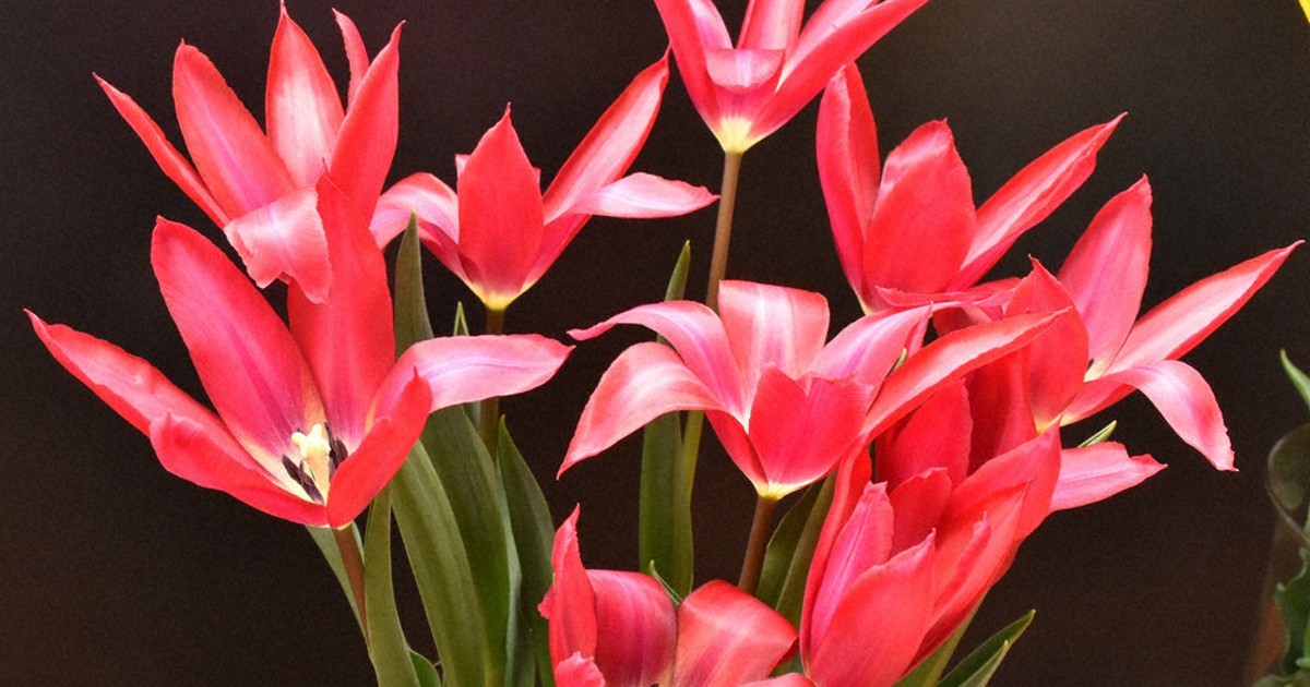 鋭い花びら…まるで剱岳？ 富山県育成のチューリップ新品種販売へ