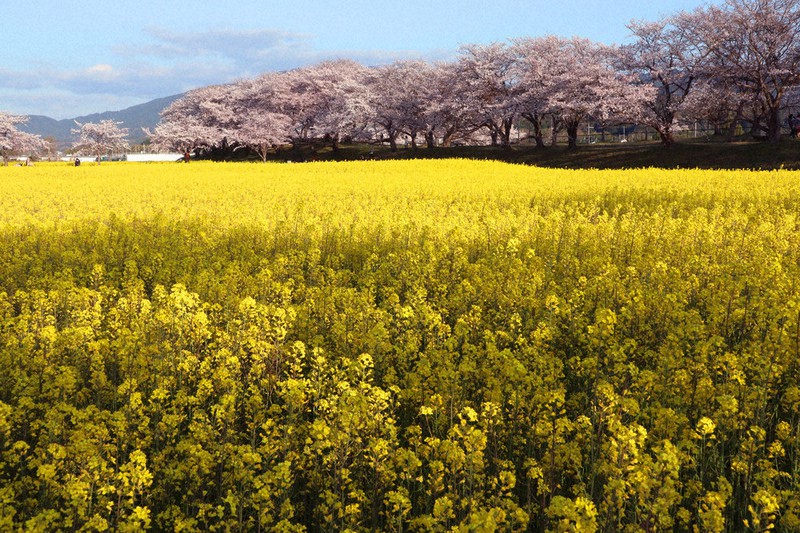 菜の花と桜 同時に満開 奈良 藤原宮跡で見ごろ 毎日新聞