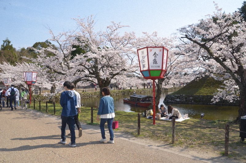 3年ぶりにぼんぼりも登場し、花見客でにぎわう彦根城周辺。本格的な観光復活が待ち望まれている=滋賀県彦根市金亀町で、伊藤信司撮影