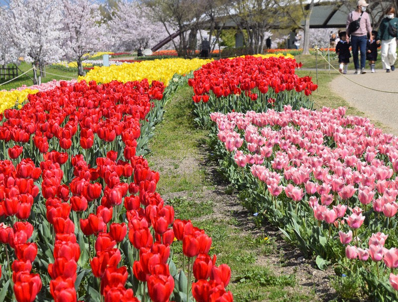 馬見丘陵鮮やか チューリップ見ごろ 奈良 毎日新聞