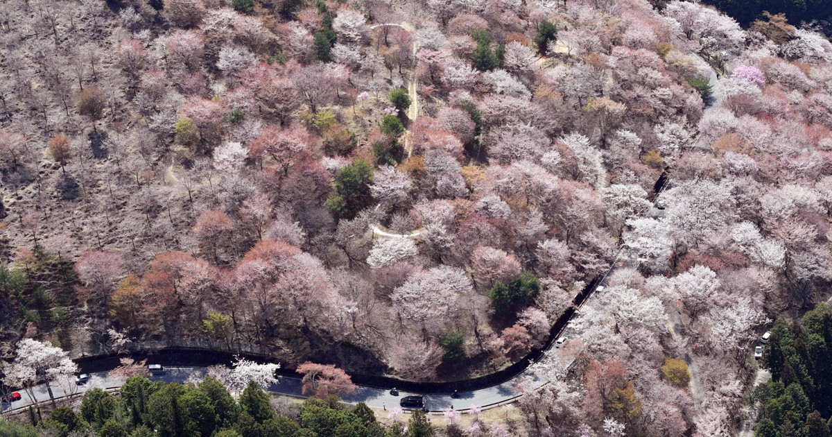 1300年続く絶景のピンク 一目千本 の桜が満開 奈良 吉野山 毎日新聞