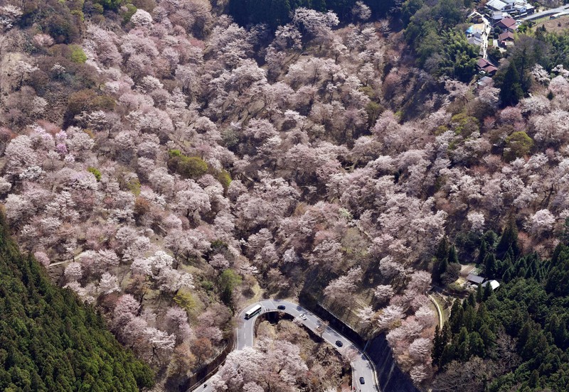 1300年続く絶景のピンク 「一目千本」の桜が満開 奈良・吉野山 [写真