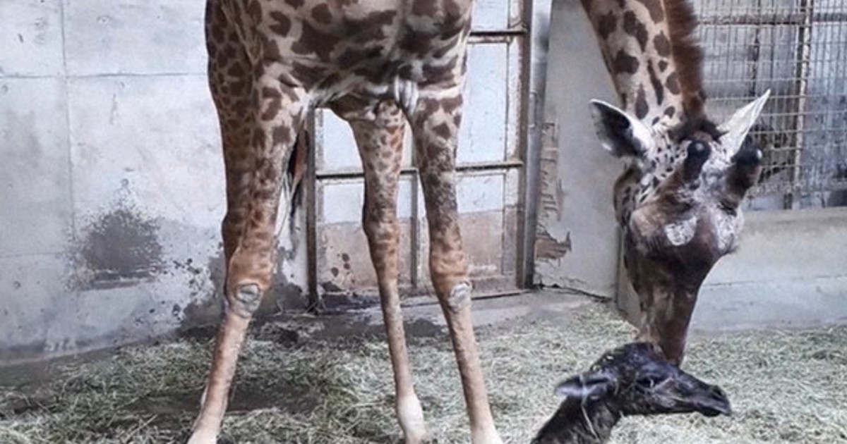 Masai giraffe born in Miyazaki, raising number at Japan's zoos to