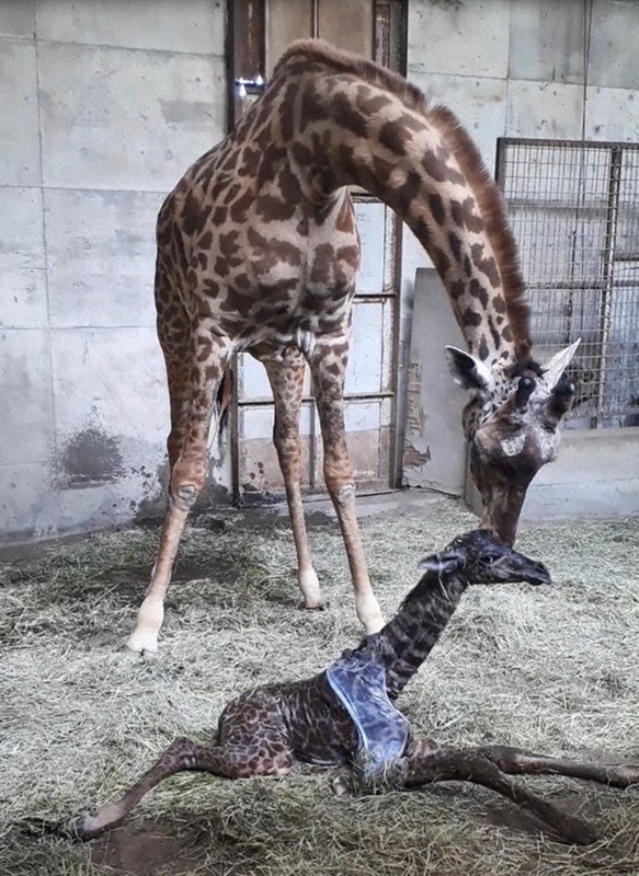 ロッド GIRAFFE BONHEUR JAPAN トップウォーターロッド販売情報、遂に！ | さゆCHAN