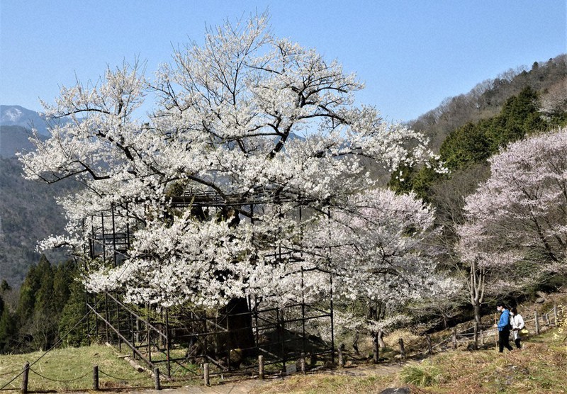 樹齢1000年、養父の春満開 ／兵庫 | 毎日新聞