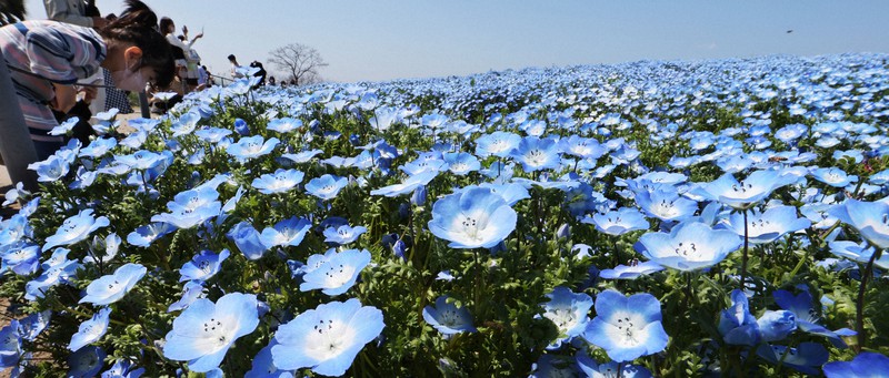 空、海と100万株のネモフィラ 青一色に染まる絶景 大阪 | 毎日新聞