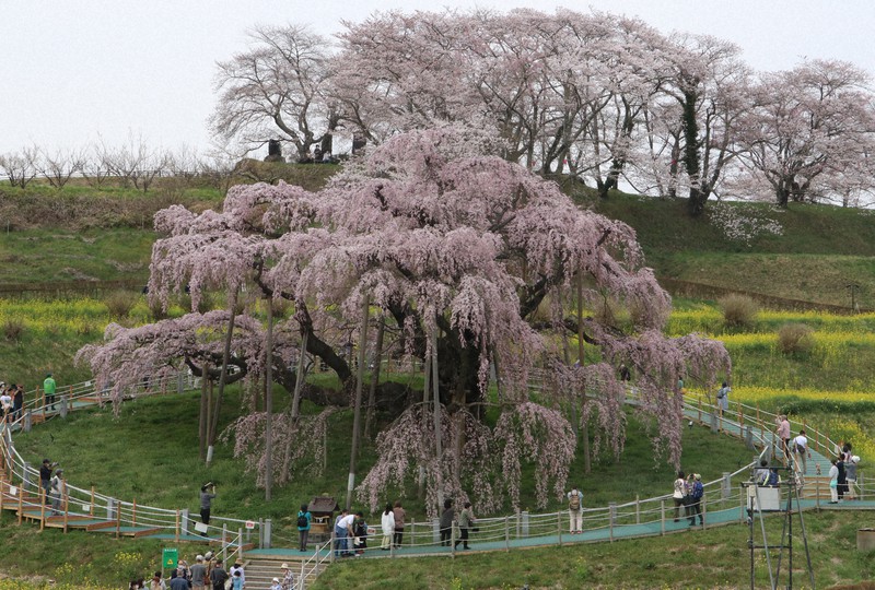 三春滝桜が見ごろ 国の天然記念物、推定樹齢1000年超 福島 | 毎日新聞