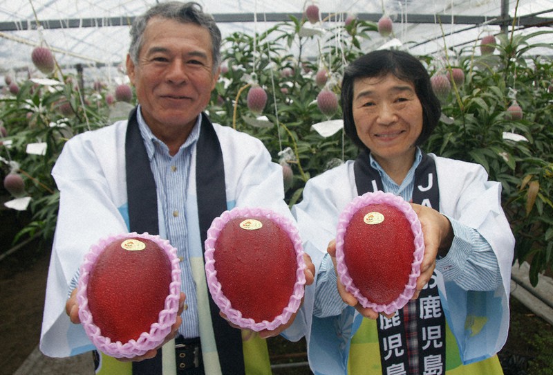 フルーツの収穫始まる マンゴー 実の付き具合最高 大崎 ／鹿児島