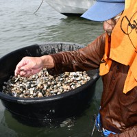 本物を安心して食べて」 熊本のアサリ漁再開、漁師ら笑顔 [写真特集1/7