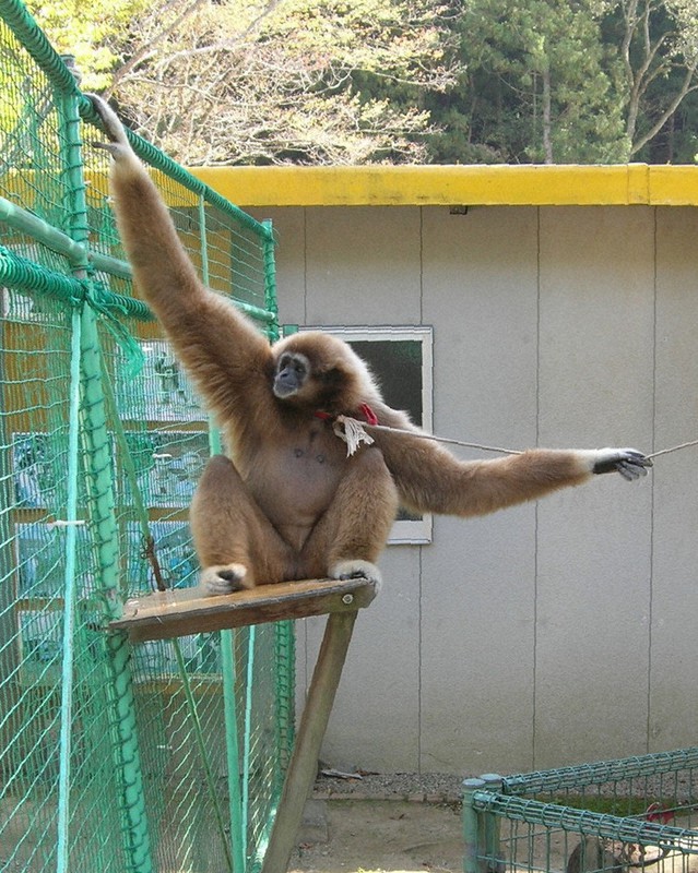 トップスター死ぬ 福知山 動物園 テナガザルの 山 京都 毎日新聞