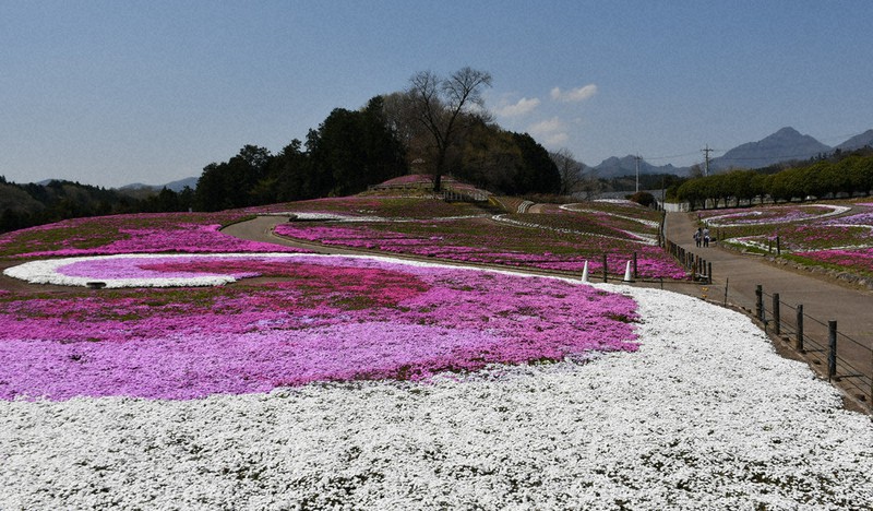 芝桜遅めの開花 高崎の公園オープン 群馬 毎日新聞