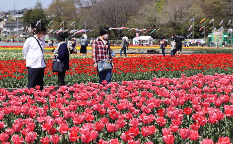 見ごろを迎えたチューリップ=羽村市の根がらみ前水田で、2022年4月10日午後0時36分、古関俊樹撮影