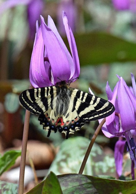 春の女神舞う ヒメギフチョウ 朝日・カタクリ群生地 ／長野 | 毎日新聞