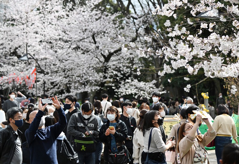 マスクを着用して花見を楽しむ人たち。暖かい日はスギ花粉も多く飛散するという=東京都台東区の上野公園で2022年3月27日、前田梨里子撮影
