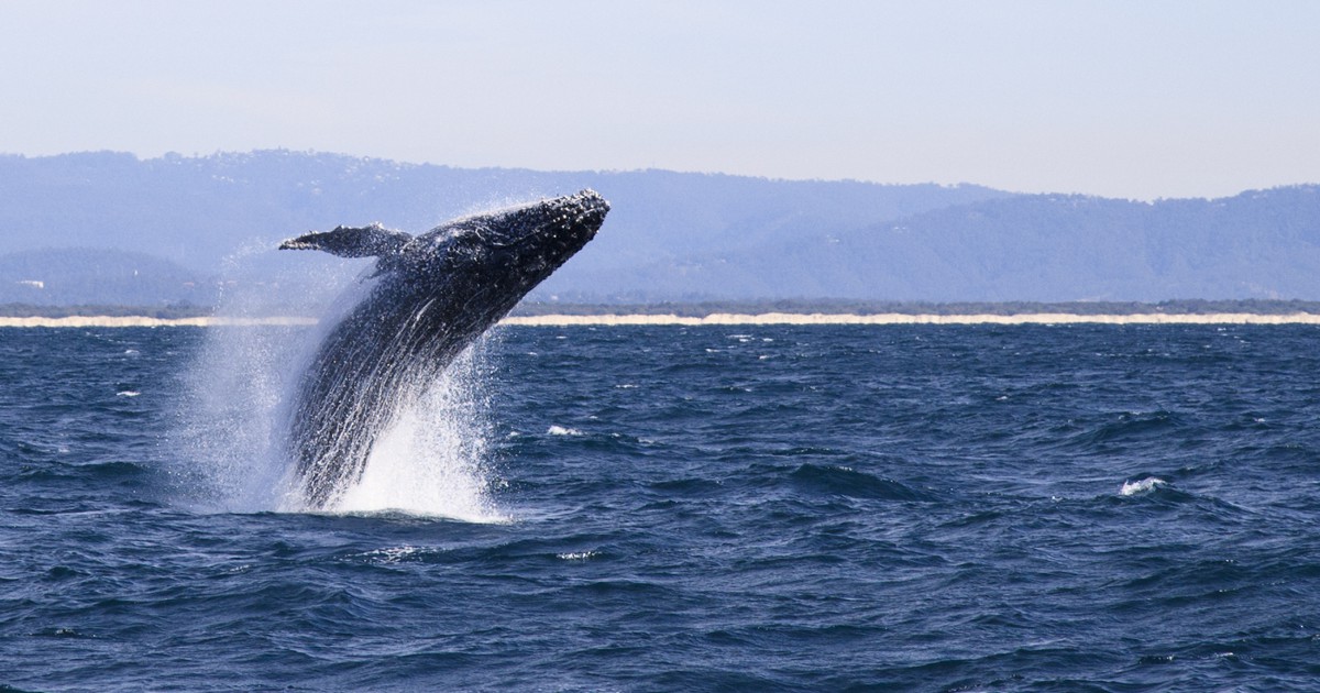 ウォール ストリート ジャーナル Aiが動物言語を分析 クジラ保護に応用も 毎日新聞