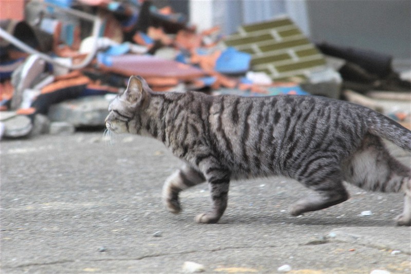 1カ月前の地震で自宅全壊、転居で愛猫と別れ 84歳「一番つらい