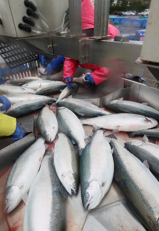 水揚げに港沸く 岩手「久慈育ち琥珀サーモン」／ブランド魚「青森