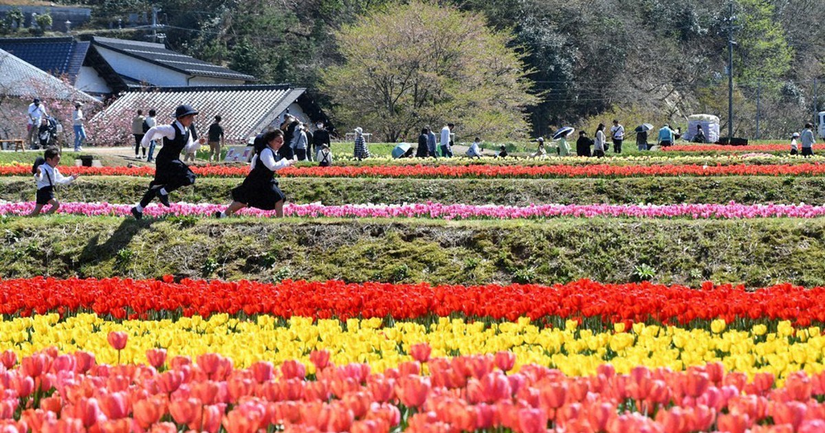 赤 白 黄色100万本 豊岡 チューリップまつり 兵庫 毎日新聞