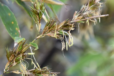 1年に1度の珍事 黒竹 が佐賀の民家で開花 不吉か吉兆か 毎日新聞