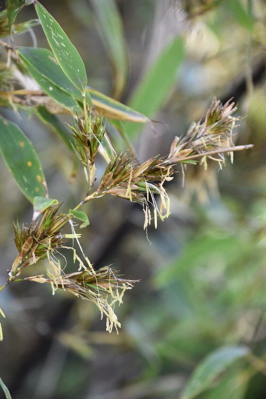 1年に1度の珍事 黒竹 が佐賀の民家で開花 不吉か吉兆か 毎日新聞