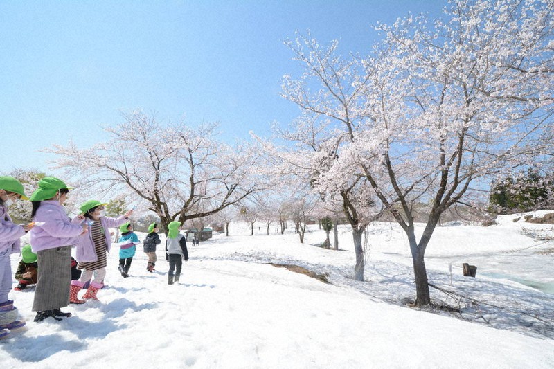雪上桜、快晴に映える ピンクと白の調和、美しく 新潟・魚沼 | 毎日新聞