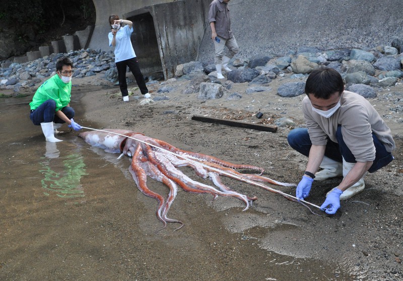 漂着ダイオウイカ、29日から公開 氷漬けで展示 5月5日まで | 毎日新聞