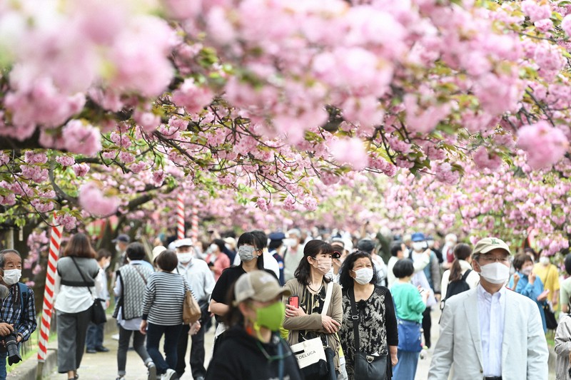 3年ぶりに開催された造幣局の「桜の通り抜け」=大阪市北区で2022年4月13日午前10時32分、大西岳彦撮影