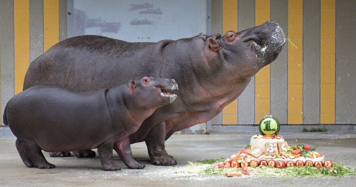 まんぷくの1歳祝う とべ動物園 カバに特製ケーキ 愛媛 毎日新聞