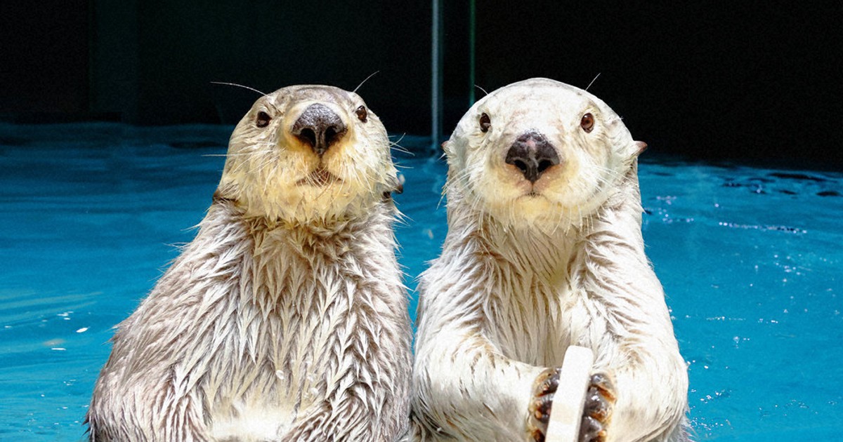 かわいくて、不思議 ラッコを学ぶ企画展 三重・鳥羽水族館 ／愛知