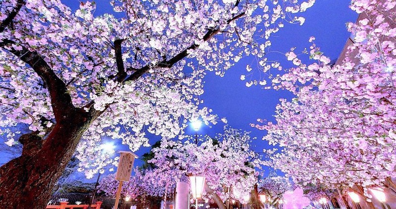 満開、バーチャル通り抜け 造幣局の桜 ネットで体験 ／大阪