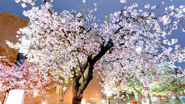 IT firm creates virtual stroll under famous Osaka cherry