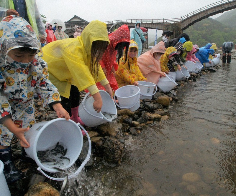小雨の降る中、カッパを着て稚アユを放流する園児たち