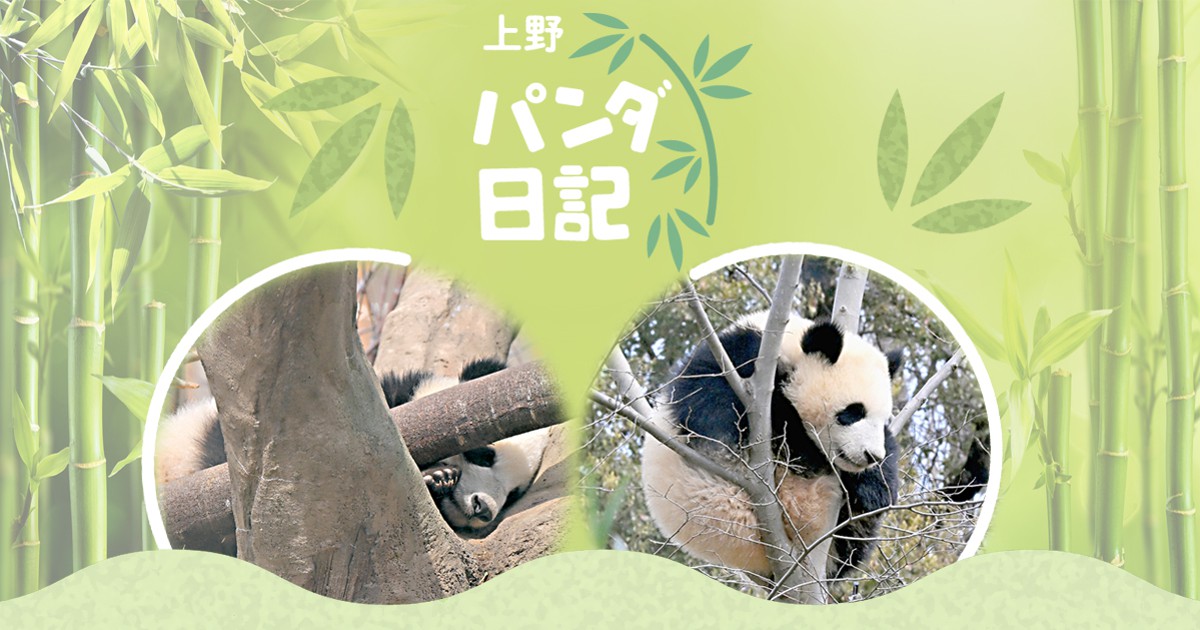 上野 パンダ日記 毎日新聞