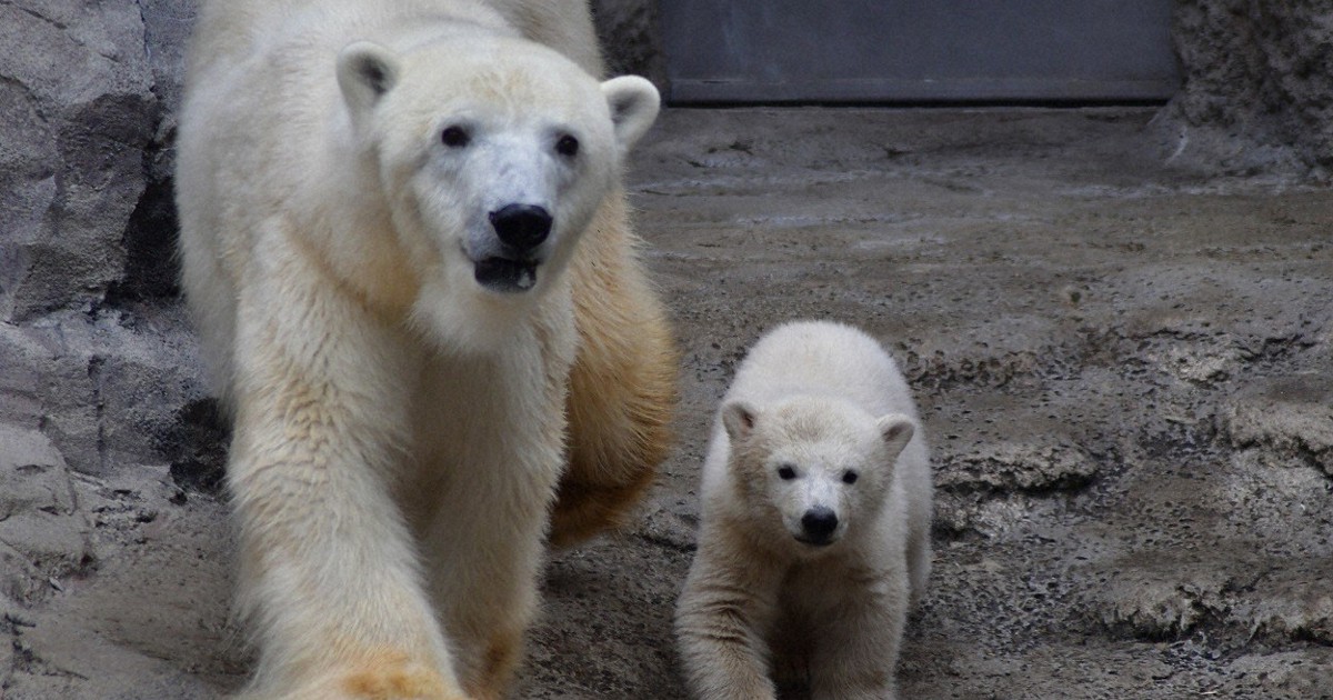 旭山動物園のホッキョクグマの赤ちゃん、4月29日から一般公開 | 毎日新聞