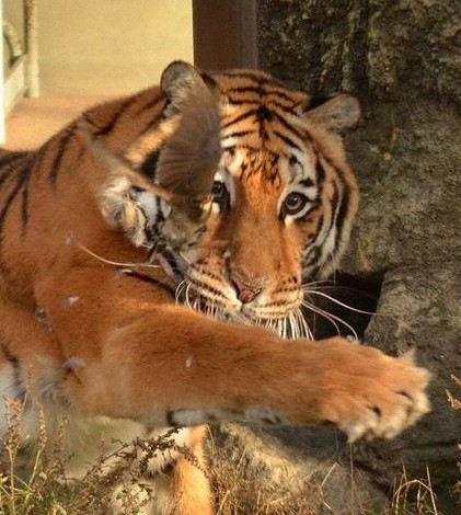 飼育スペースに紛れ込んできた野鳥のシロハラを“トラパンチ”=鹿児島市の平川動物公園で2021年12月25日、同公園提供