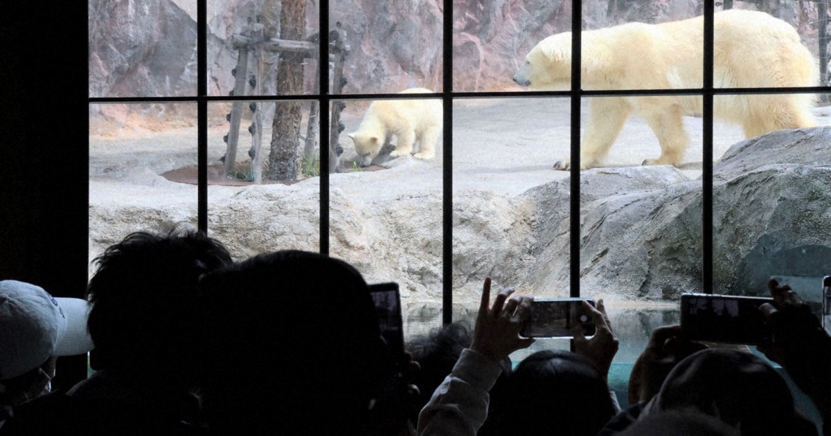 ホッキョクグマの赤ちゃんお披露目 旭山動物園の夏季営業始まる | 毎日新聞