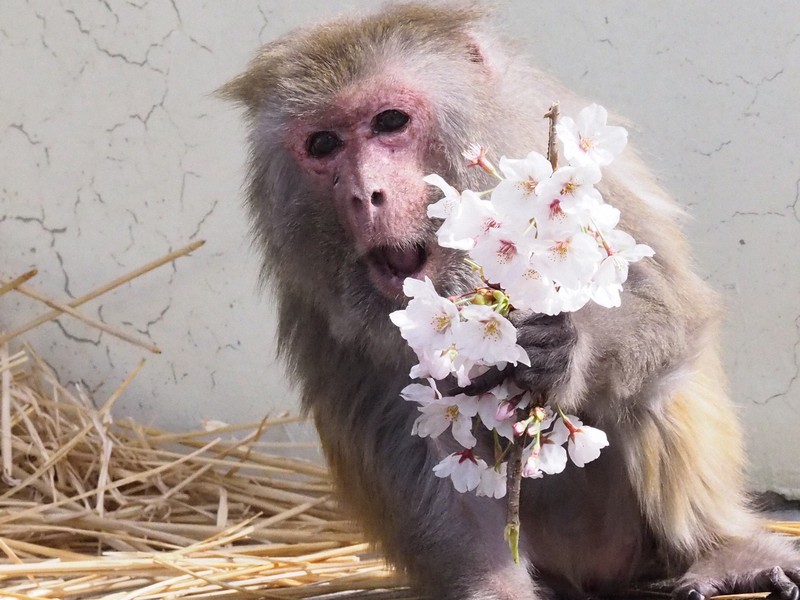 園に咲いたサクラをもらったイソコ=2020年春(京都市動物園提供)