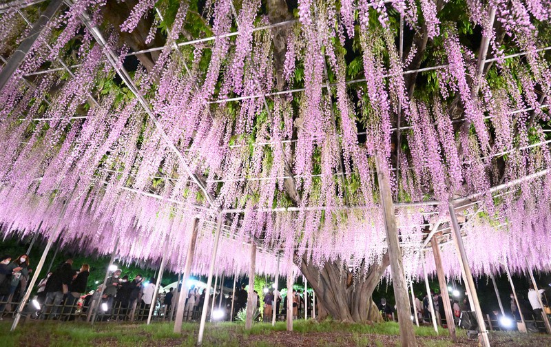 紫のカーテンにうっとり 藤の花満開 あしかがフラワーパーク 毎日新聞