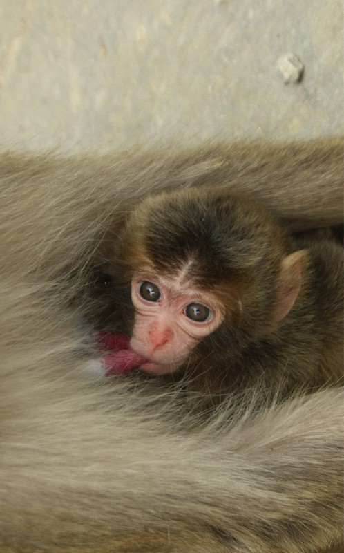 赤ちゃんザルに「ピース」命名 世界平和の願い込め 大分・高崎山