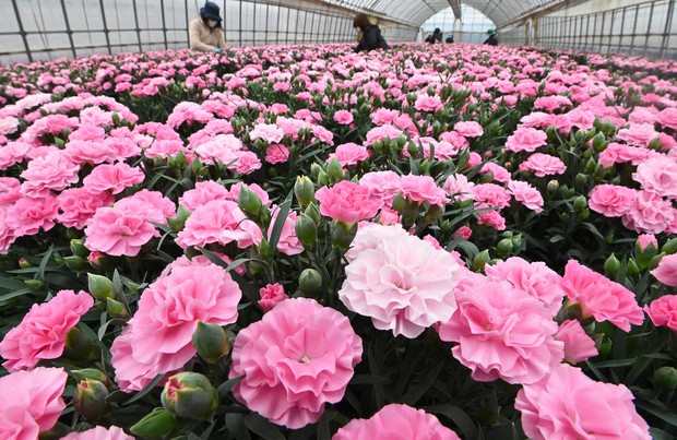 Japan Photo Journal: Carnation shipments in full swing ahead of