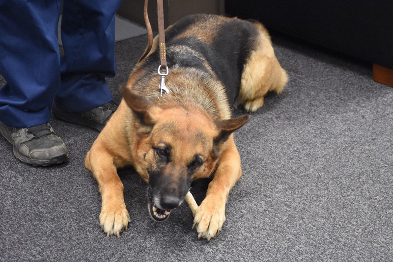 わずか18分で不明者発見 嘱託警察犬お手柄 ご褒美は骨型ガム 毎日新聞 わずか18分で不明者発見 嘱託警察犬お手柄 ご褒美は骨型ガム 毎日新聞