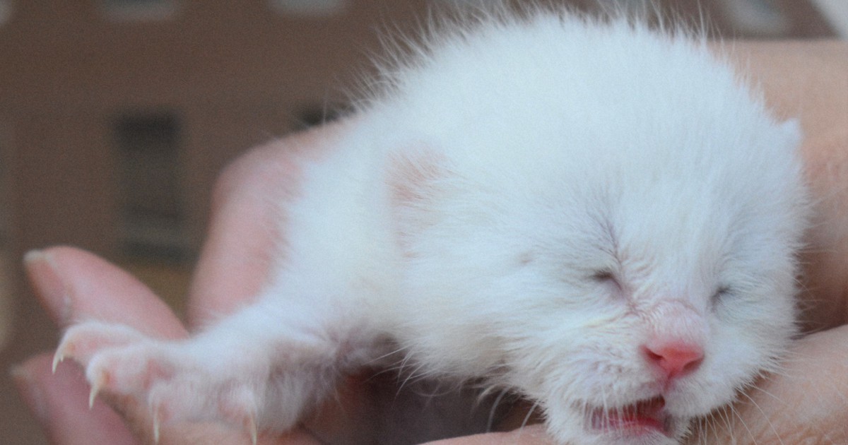 エンジンルームから子猫救出 生後間もない1グラム 成田 毎日新聞