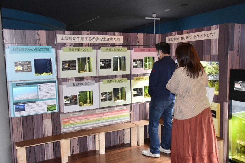 新展示の山梨県の希少生き物たちコーナー=山梨県忍野村の県立富士湧水の里水族館で2022年4月14日、照山哲史撮影